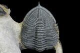 Zlichovaspis Trilobite & Large Leonaspis With Flying Spines #146698-10
